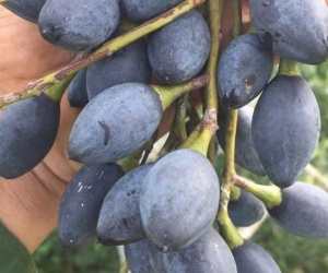 Trám nếp đen Cao Bằng vào mùa, giá rẻ chưa từng thấy