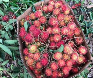 Chôm chôm chưa đến 5.000 đồng/kg, nhiều chủ vườn 'khóc ròng' vì COVID-19