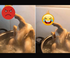 Dân mạng dở khóc dở cười với chú gà đang bị luộc thì như muốn... sống dậy, nhìn phần đầu mà hết hồn