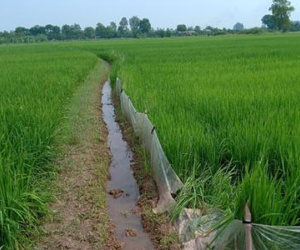 Cụ bà tử vong do ông hàng xóm căng bẫy điện