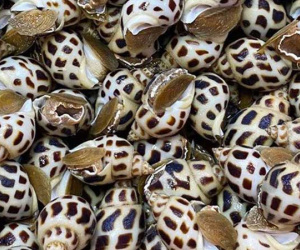 Ốc hương đại hạ giá mùa dịch, chỉ còn từ 170.000 đồng/kg