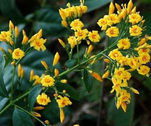 Can ngăn chồng đi tụ tập uống rượu không được, thai phụ 19 tuổi ăn lá ngón tự tử