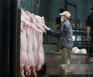 Xuyên đêm mổ lợn, bò để kịp cung ứng cho người dân Đà Nẵng