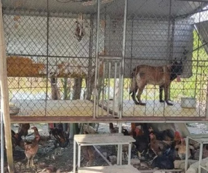 Phá đường dây buôn bán ma túy hoạt động bí mật trong ... trang trại huấn luyện chó