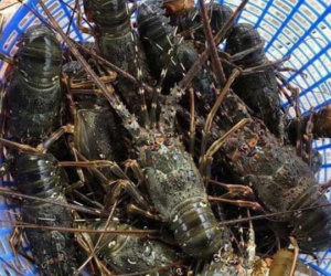 Tôm hùm giảm giá hơn 1 triệu đồng/kg vẫn khó bán