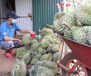 Sầu riêng rớt giá khủng khiếp: Thấp nhất 10.000 đồng/kg