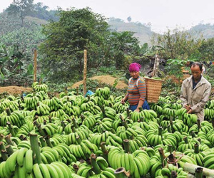 Trung Quốc ngừng mua, hơn 20.000 tấn chuối chưa biết bán đi đâu