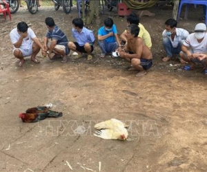 Tụ tập đá gà ăn tiền khi đang giãn cách xã hội