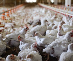 Giá gà tiếp tục xuống thấp kỷ lục trong lịch sử chăn nuôi, chỉ 6.000 đồng/kg vẫn không có người mua