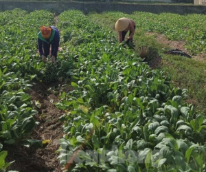 Hàng nghìn tấn rau nằm ruộng, nông dân thấp thỏm 'đỏ mắt' chờ người mua