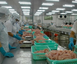 Hơn một nửa nhà máy cá tra phải đóng cửa
