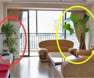 Những loại cây cảnh tuyệt đối không nên đặt trong nhà kẻo hao tài tốn của, tinh thần mỏi mệt