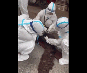 Clip: Cụ ông F0 ở Hà Nội có mái tóc kết dài cả mét khiến nhân viên y tế phải chật vật 'xử lý'