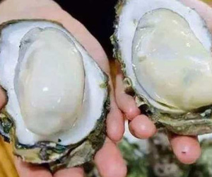 Hàu sữa Quảng Ninh 'ruột béo múp' rớt giá chỉ 20 nghìn/kg bán tấp nập trên chợ mạng