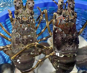 Giá tôm hùm xanh Phú Yên tăng cao sau nhiều năm mất mùa vì thiên tai, chợ mạng rao bán 680.000/kg