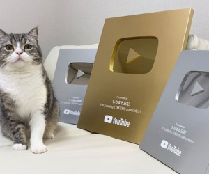 Một chú mèo vừa đạt được kỷ lục Guinness, rinh hẳn nút Bạc, nút Vàng YouTube và kiếm tiền tỷ mỗi tháng