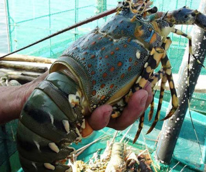 Cá lăng tiến vua, hàu sữa tẩm bổ... đặc sản rẻ chưa từng có
