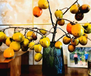 Rước cành hồng quả trên núi về nhà, ngồi chờ chín hái ăn dần