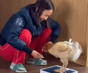 Cô gái kể chuyện mẹ ở nhà nuôi gà như nuôi thú cưng khiến cộng đồng mạng cười nghiêng ngả