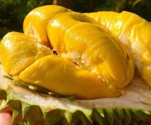 Sầu riêng Việt Nam liên tục 'cháy hàng' tại Úc, 7 tấn bán hết chỉ sau vài giờ