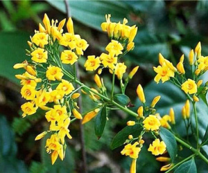 Cãi nhau với chồng, vợ nguyên Phó Chủ tịch xã ăn lá ngón tử vong
