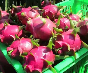Phát hiện virus SARS-CoV-2 trên bao bì thanh long, Trung Quốc tạm dừng thông quan