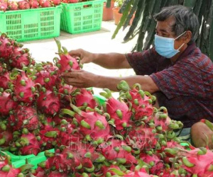Chuyên gia nói về lý do khiến SARS-CoV-2 bám trên bao bì đựng quả thanh long