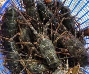 Hải sản rẻ chưa từng có, dân Hà Nội tranh thủ ăn sang