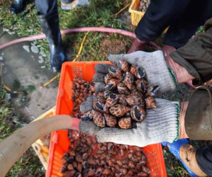 Đặc sản ốc hương ế ẩm, giá giảm quá nửa, rẻ chưa từng có