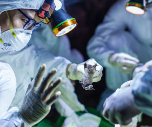 Điều tra nguồn gốc Covid-19: Trung Quốc phát hiện hơn 140 loại virus corona ở dơi nhưng đưa ra kết luận bất ngờ