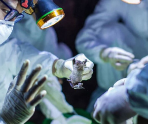 Công bố sốc: Các nhà khoa học Vũ Hán từng có ý định thả virus corona biến đổi vào hang dơi