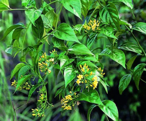 Hái lá ổi ăn để chữa đau bụng, nữ sinh lớp 7 ăn nhầm lá ngón tử vong thương tâm