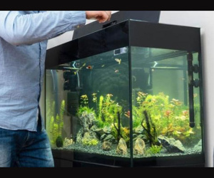 4 điểm cần chú ý khi đặt bể cá tại nhà để sinh phú quý và mang lại may mắn