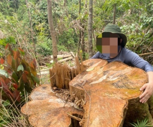 Rừng phòng hộ A Lưới bị 'xẻ thịt': Hơn 50 m3 gỗ đã bị lâm tặc lấy đi