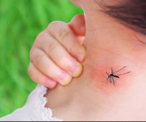 Thời tiết giao mùa dễ bùng dịch sốt xuất huyết, hãy dắt túi ngay 6 bài thuốc điều trị cực hiệu quả phòng khi dùng đến