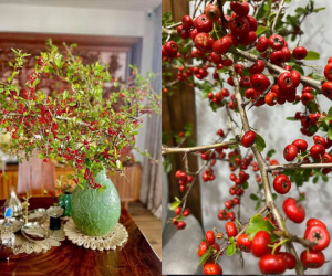 Rộ 'cơn sốt' cắm cherry rừng giá 150k được 5 cành lá và quả sai trĩu, ai cũng phải thốt lên: 'Rẻ mà đẹp'