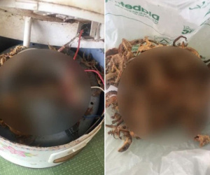 Sởn da gà trước cảnh tượng bên dưới nồi cơm điện dùng lâu năm: Nhà ai dùng nồi lâu mở ra kiểm tra ngay nhé!