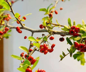 Quả lạ đem về cắm chơi, khi chín hái xuống làm siro, giá chỉ 100k/bó, tiểu thương 'chốt đơn' không xuể