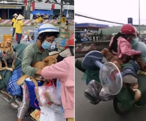 Đôi vợ chồng chở 15 con chó theo về quê bị tiêu hủy: 'Thương chúng như con, làm được 250k thì dành 100k mua thức ăn cho chúng'