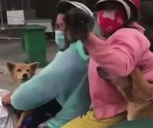 Vụ 15 con chó bị tiêu hủy tại khu cách ly gây xôn xao: Một con dương tính với virus nhưng chưa rõ là virus gì