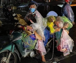 Loạt sao Việt lên tiếng trước vụ việc 15 chú chó bị thiêu hủy: Hồng Ánh gửi đơn kiến nghị lên tổ chức quốc tế