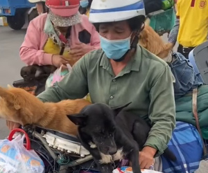 Vụ tiêu hủy đàn chó, mèo gây 'bão' dư luận: Lãnh đạo huyện nêu lý do vì sao không cách ly dài ngày đối với đàn chó