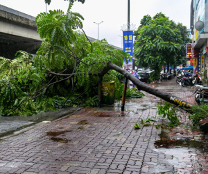 Cây xanh gãy đổ sau mưa lớn ở Hà Nội