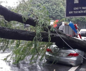 Cây xanh bật gốc, đè bẹp xế hộp Camry ở Hà Nội