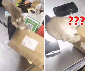 Đặt đồ qua mạng nhưng 2 tháng mới ship tới, chiếc hộp 'mọc' luôn ra một món ăn khiến dân tình không nhịn được cười