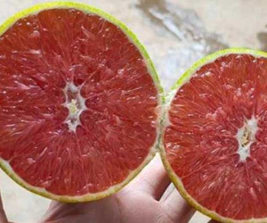 Loại cam ruột đỏ khác thường mới xuất hiện ở Việt Nam