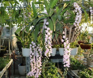 Ông bố ở Hà Nội chi 400 triệu làm vườn sân thượng như rừng nhiệt đới