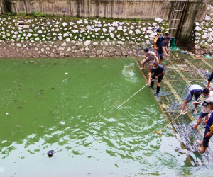 Hà Nội: Sông Tô Lịch bất ngờ chuyển màu xanh ngắt, người dân mang theo bao bắt hàng trăm cân cá đem về