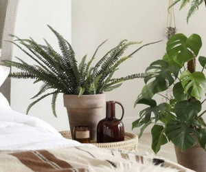 3 vị trí nên đặt cây cảnh phong thủy, giúp gia đình ăn nên làm ra