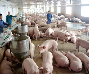 Giá lợn 30.000/kg, 'khủng hoảng lịch sử' một lần nữa lặp lại